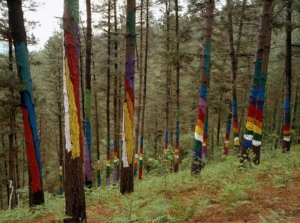 BOSQUE DE OMA